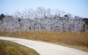 Preview wallpaper trees, grass, road, nature