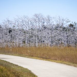 Preview wallpaper trees, grass, road, nature