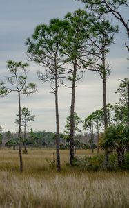 Preview wallpaper trees, grass, savannah, sky