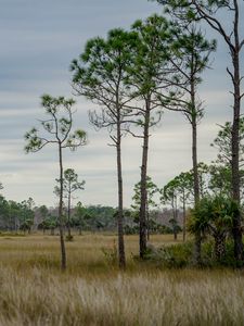 Preview wallpaper trees, grass, savannah, sky