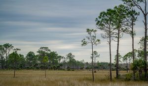Preview wallpaper trees, grass, savannah, sky