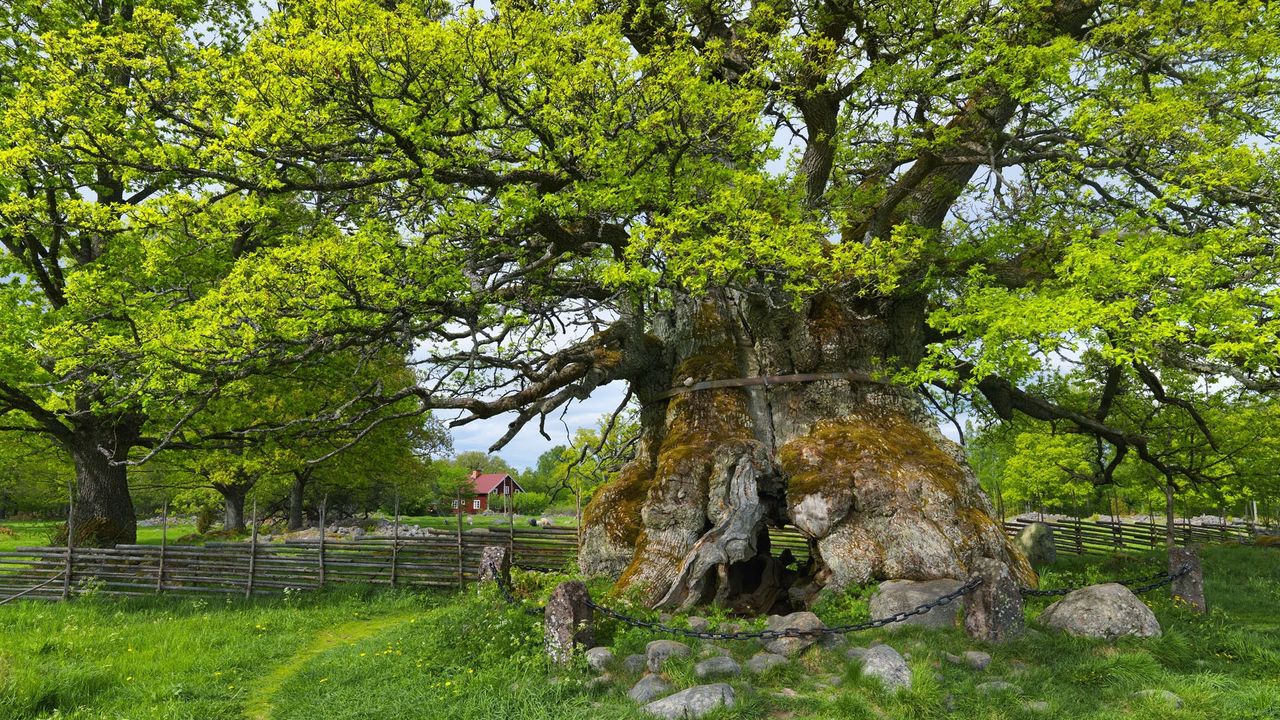 Wallpaper trees, grass, summer, chain, old