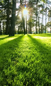 Preview wallpaper trees, grass, sun, light