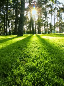 Preview wallpaper trees, grass, sun, light