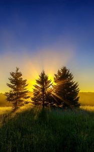 Preview wallpaper trees, grass, sunset, sky