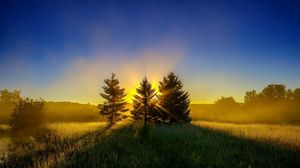 Preview wallpaper trees, grass, sunset, sky