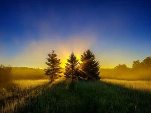 Preview wallpaper trees, grass, sunset, sky