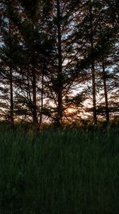 Preview wallpaper trees, grass, twilight, dark