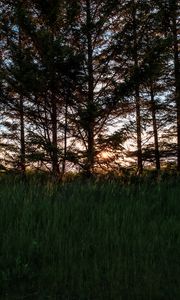 Preview wallpaper trees, grass, twilight, dark