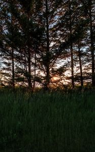 Preview wallpaper trees, grass, twilight, dark