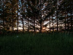 Preview wallpaper trees, grass, twilight, dark