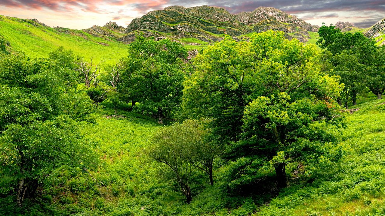 Wallpaper trees, green, brightly, grass, summer, mountains, relief, lowland, landscape, sky