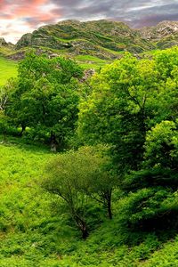 Preview wallpaper trees, green, brightly, grass, summer, mountains, relief, lowland, landscape, sky