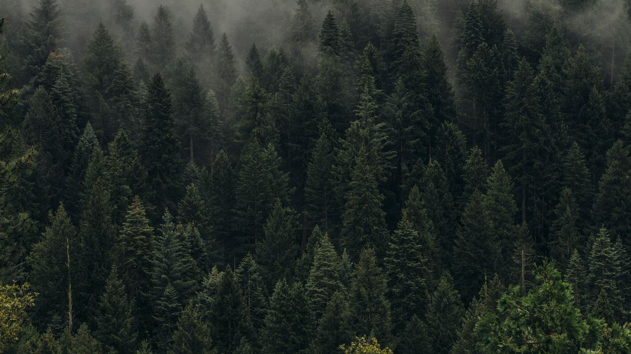 Wallpaper trees, green, fog, forest, shroud, top view