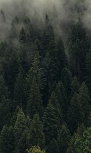 Preview wallpaper trees, green, fog, forest, shroud, top view