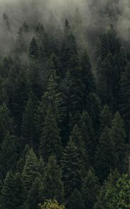 Preview wallpaper trees, green, fog, forest, shroud, top view