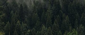 Preview wallpaper trees, green, fog, forest, shroud, top view