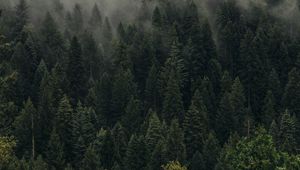 Preview wallpaper trees, green, fog, forest, shroud, top view