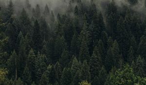 Preview wallpaper trees, green, fog, forest, shroud, top view