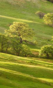 Preview wallpaper trees, green, meadow, summer