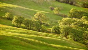 Preview wallpaper trees, green, meadow, summer