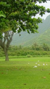 Preview wallpaper trees, greens, birds, fog, morning