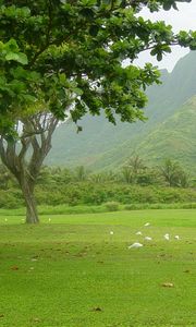 Preview wallpaper trees, greens, birds, fog, morning