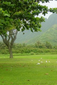 Preview wallpaper trees, greens, birds, fog, morning