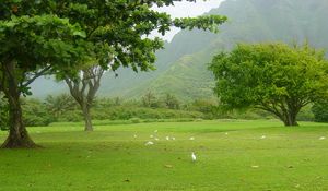 Preview wallpaper trees, greens, birds, fog, morning