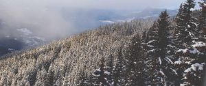 Preview wallpaper trees, high, snow
