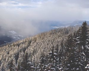 Preview wallpaper trees, high, snow