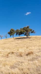 Preview wallpaper trees, hill, cloud, nature