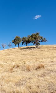 Preview wallpaper trees, hill, cloud, nature