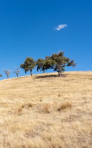 Preview wallpaper trees, hill, cloud, nature