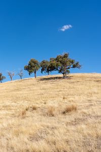 Preview wallpaper trees, hill, cloud, nature