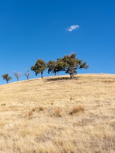 Preview wallpaper trees, hill, cloud, nature