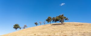 Preview wallpaper trees, hill, cloud, nature