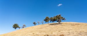 Preview wallpaper trees, hill, cloud, nature