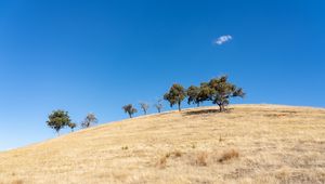 Preview wallpaper trees, hill, cloud, nature