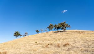Preview wallpaper trees, hill, cloud, nature