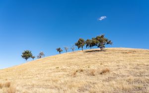 Preview wallpaper trees, hill, cloud, nature