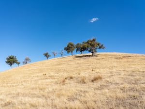 Preview wallpaper trees, hill, cloud, nature
