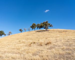 Preview wallpaper trees, hill, cloud, nature