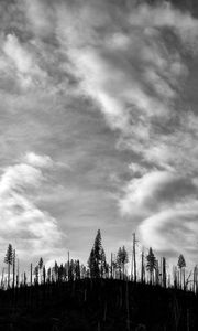 Preview wallpaper trees, hill, clouds, sky, black and white