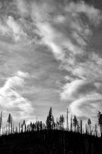 Preview wallpaper trees, hill, clouds, sky, black and white