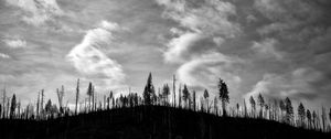 Preview wallpaper trees, hill, clouds, sky, black and white
