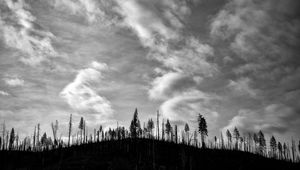 Preview wallpaper trees, hill, clouds, sky, black and white