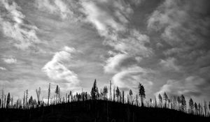 Preview wallpaper trees, hill, clouds, sky, black and white