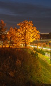 Preview wallpaper trees, hill, grass, night, autumn