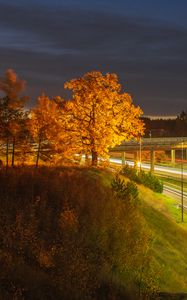 Preview wallpaper trees, hill, grass, night, autumn